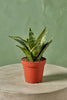 Snake Plant 'Star Power'