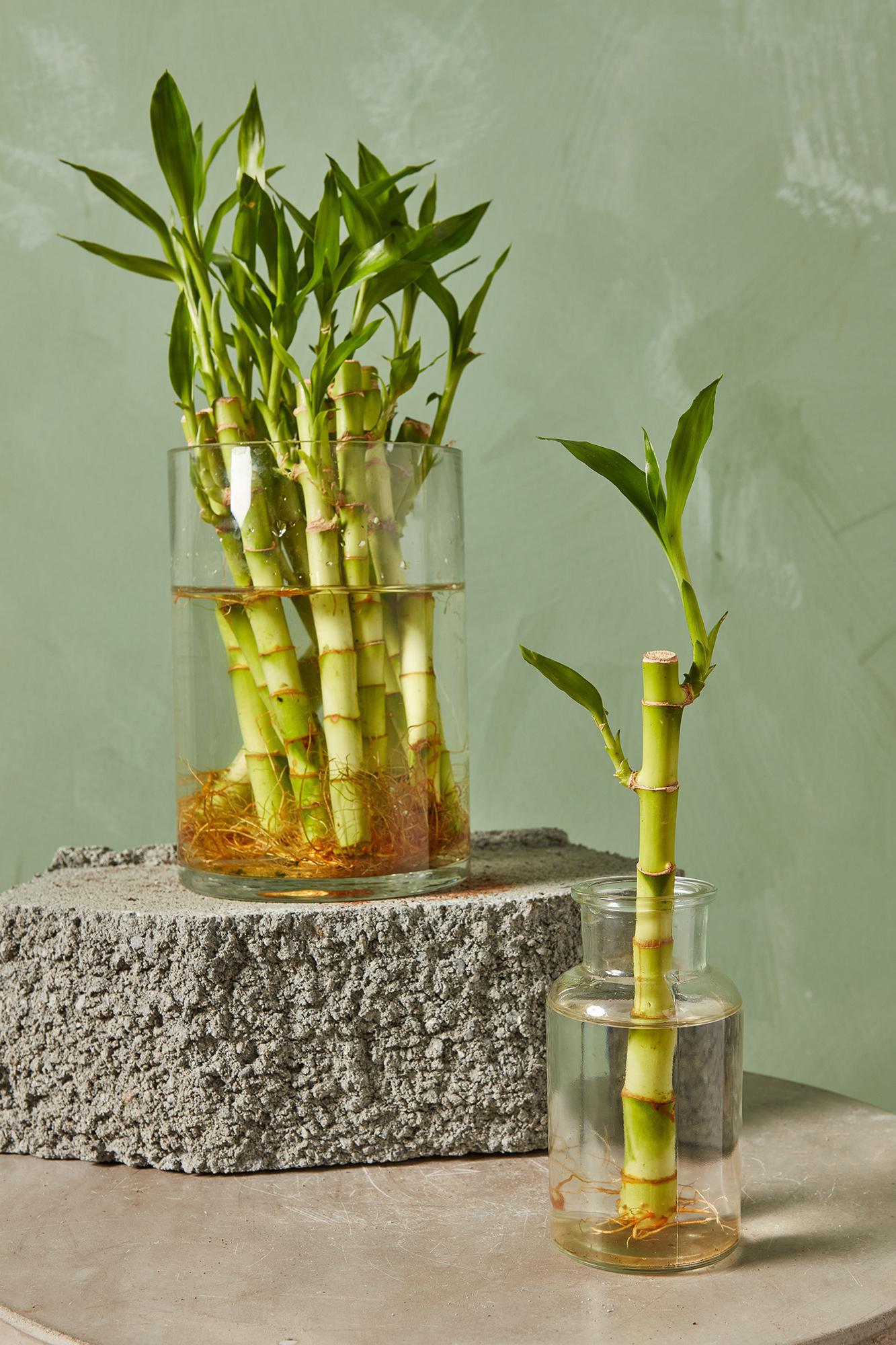 Lucky Bamboo Stalks, Lucky Bamboo Arrangements and Accessories