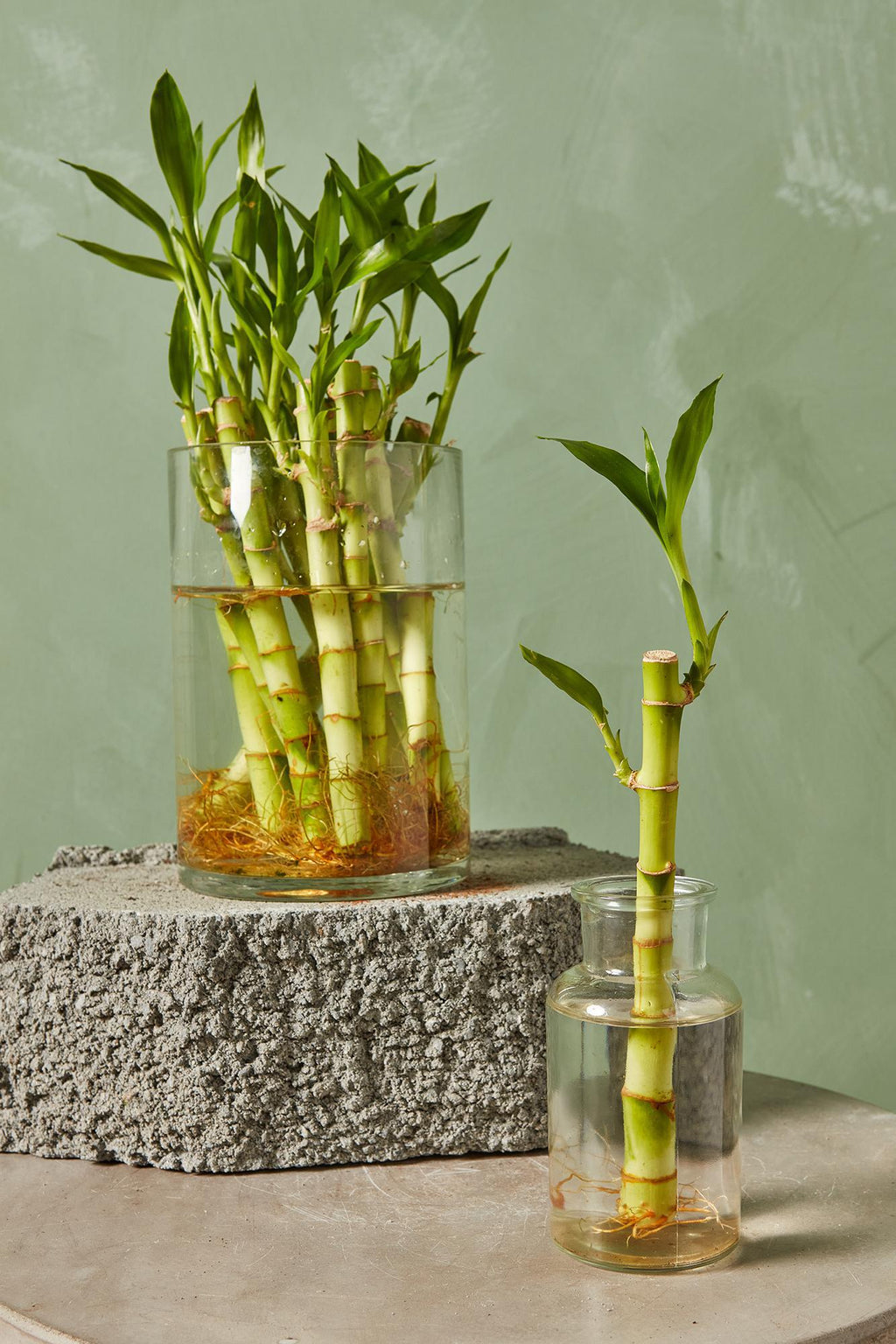 cheap lucky bamboo plants Lucky Bamboo