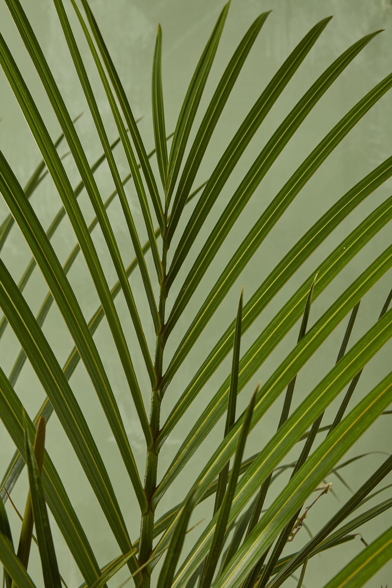 Spindle Palm