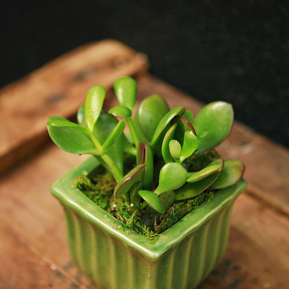 lucky jade plant Lucky Jade
