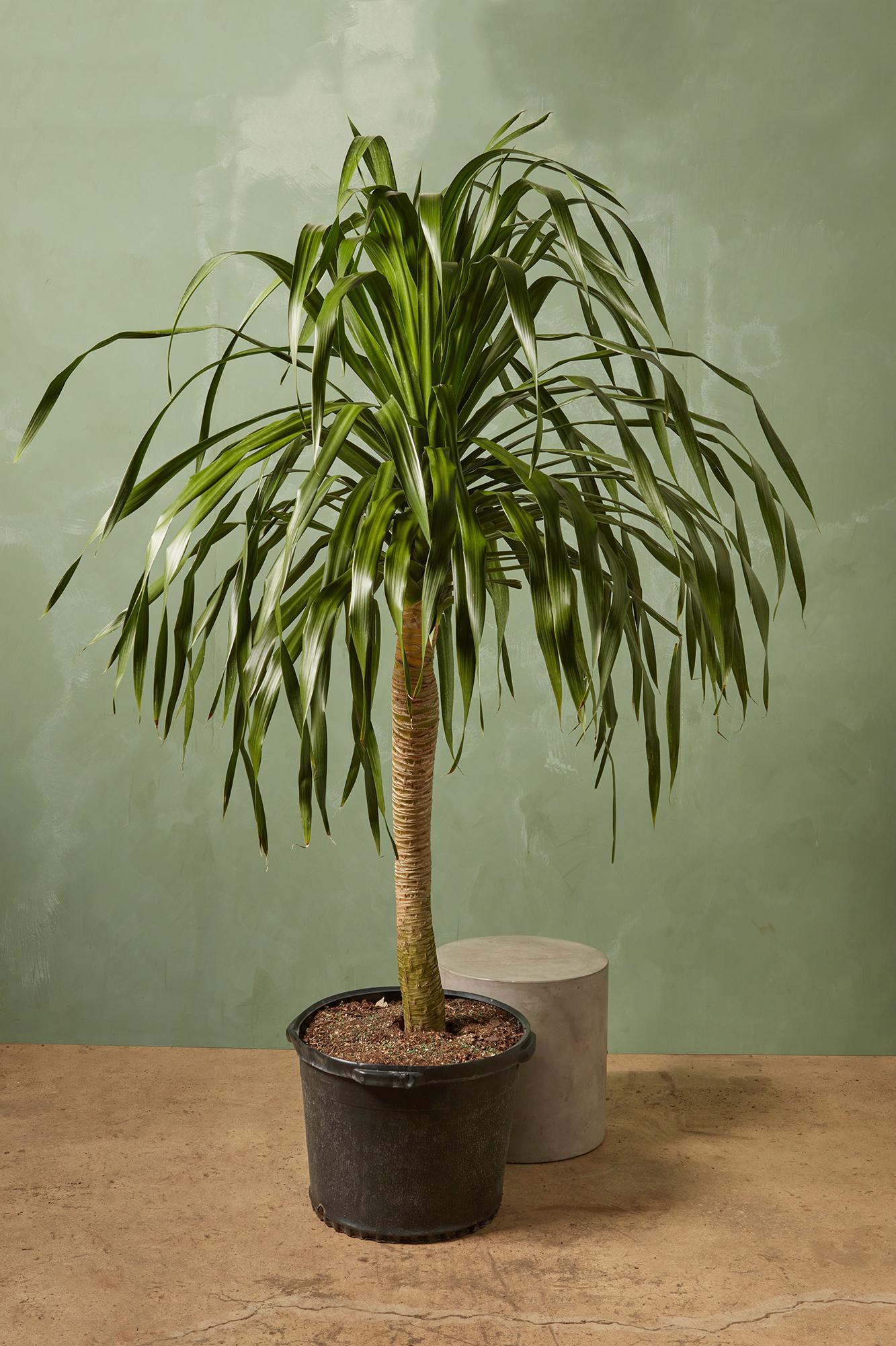 Dracaena arborea