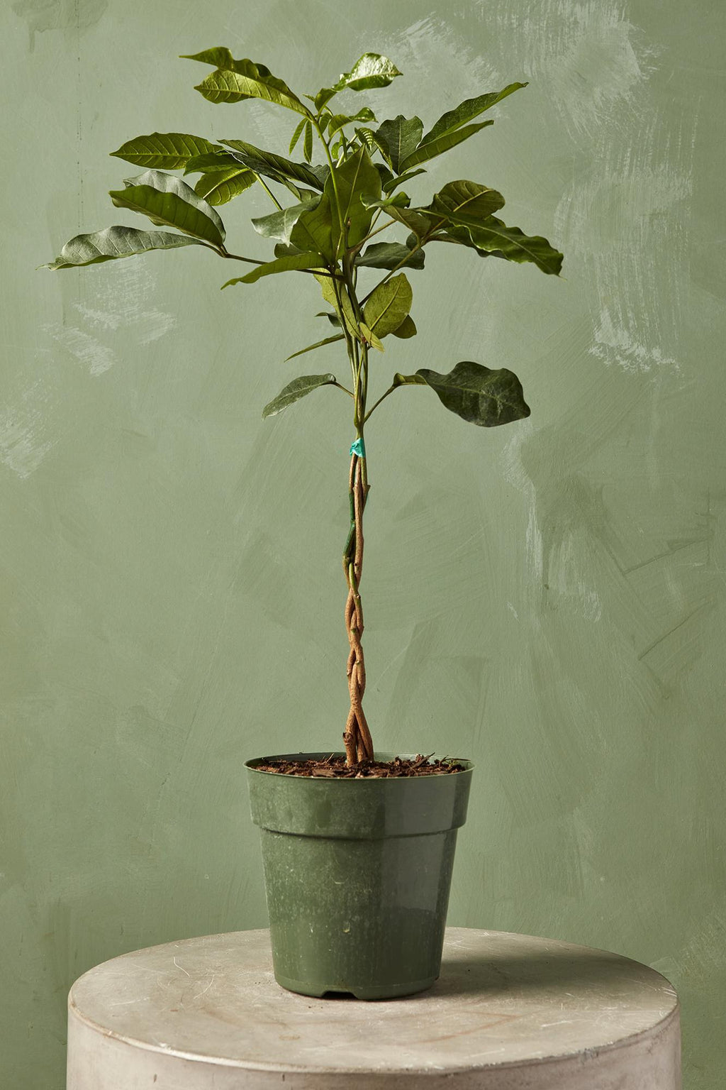 mahogany plants Natal Mahogany 14