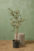 Olive Tree