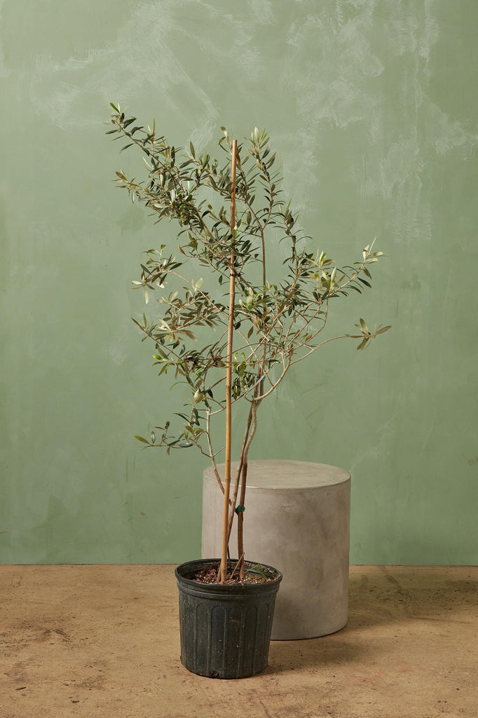 Olive Tree