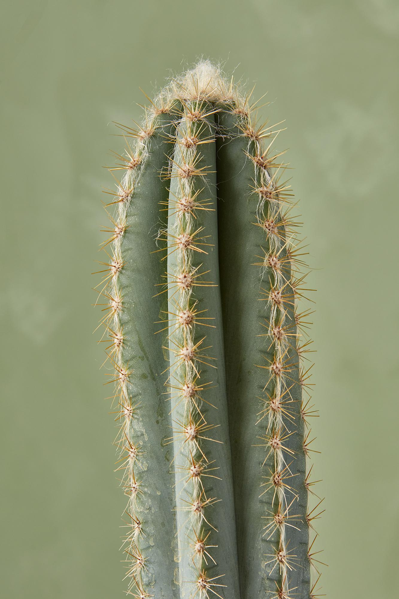 Cactus Pilocerus