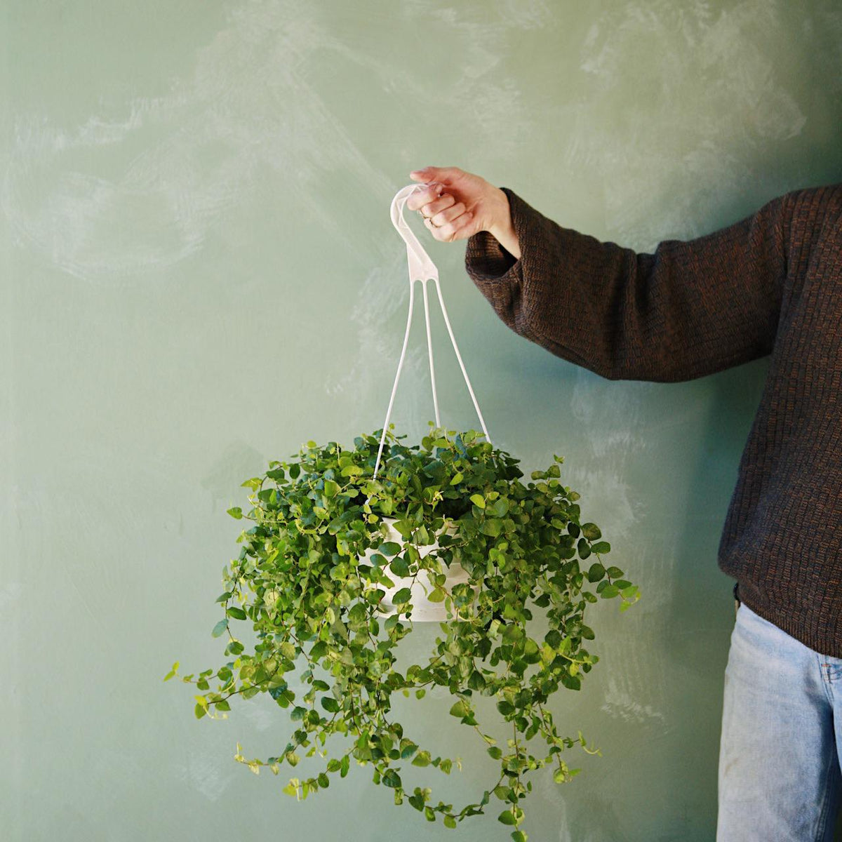 ficus hanging plant Creeping Fig