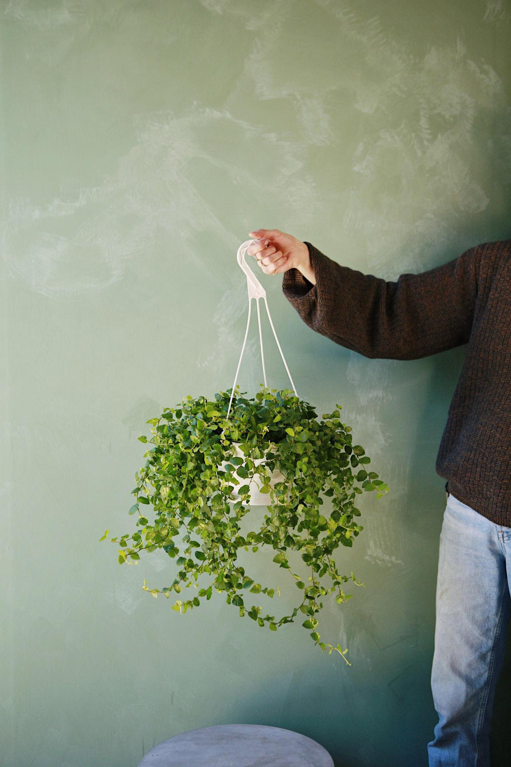 creeping fig hanging plant Creeping Fig