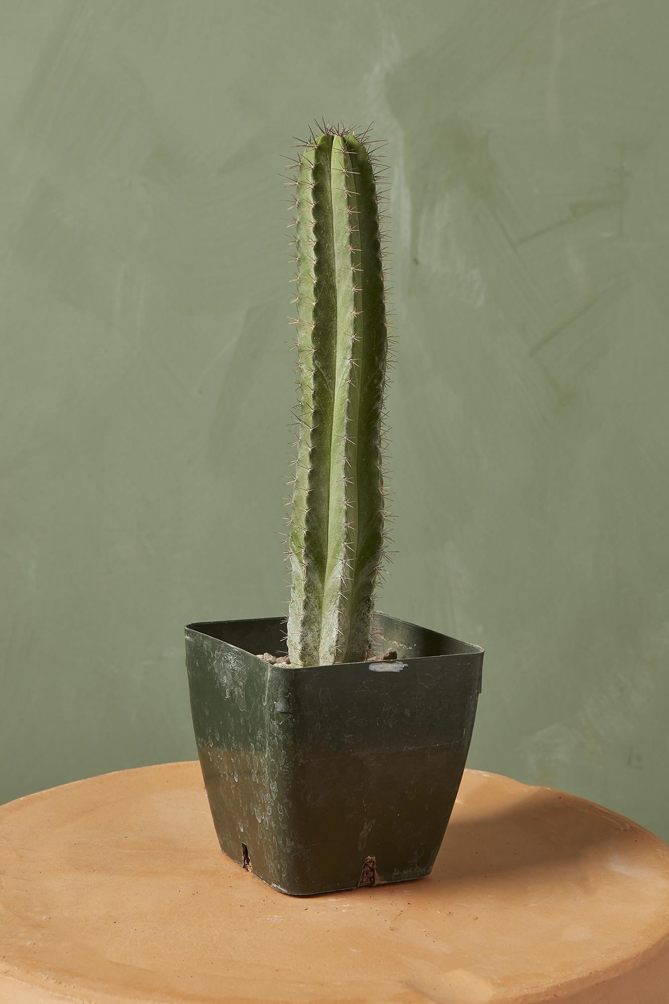 Chichipe Cactus