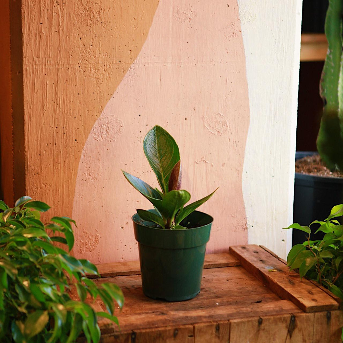 Anthurium 'Cobra'