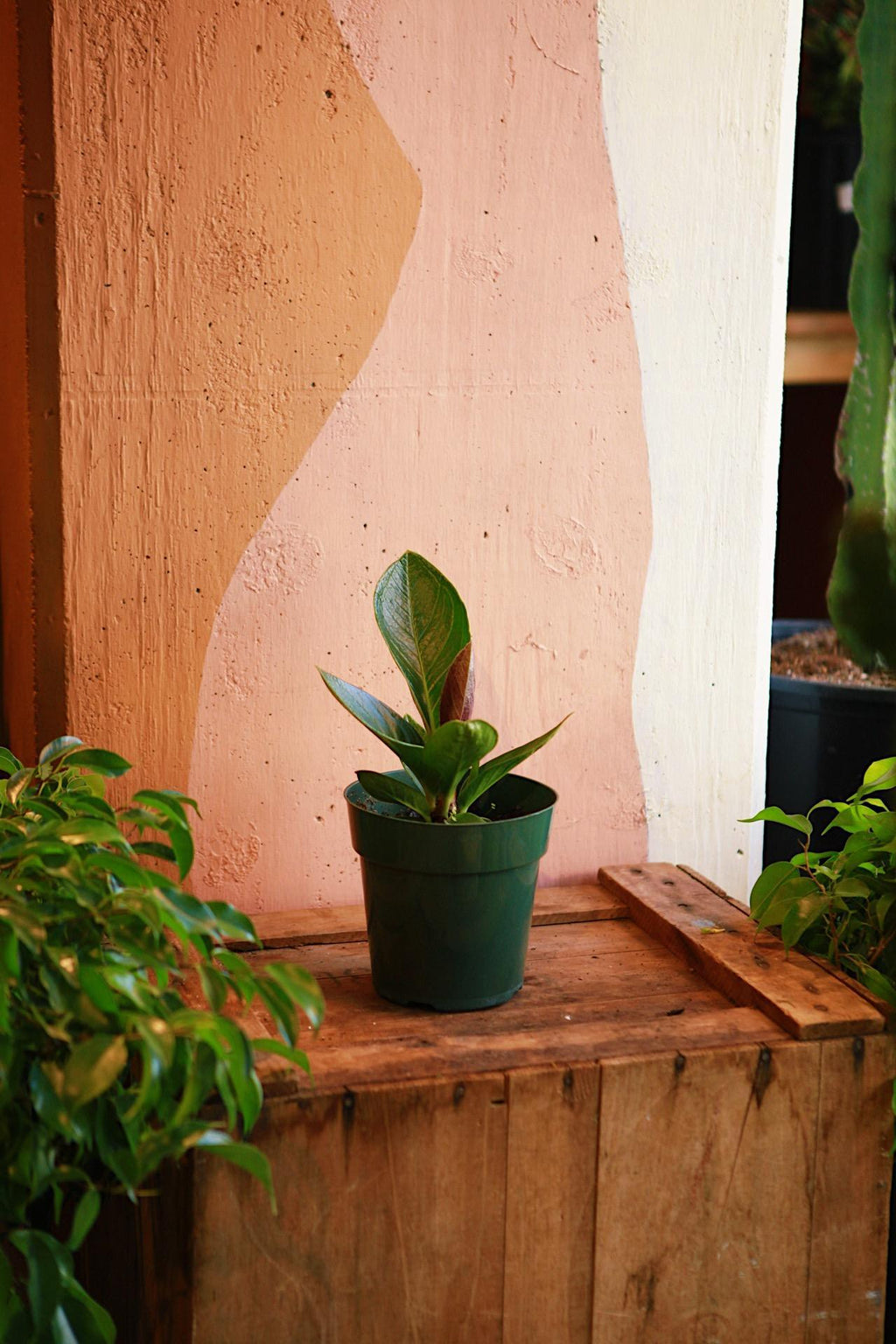 anthurium cobra variegata Anthurium 'Cobra'