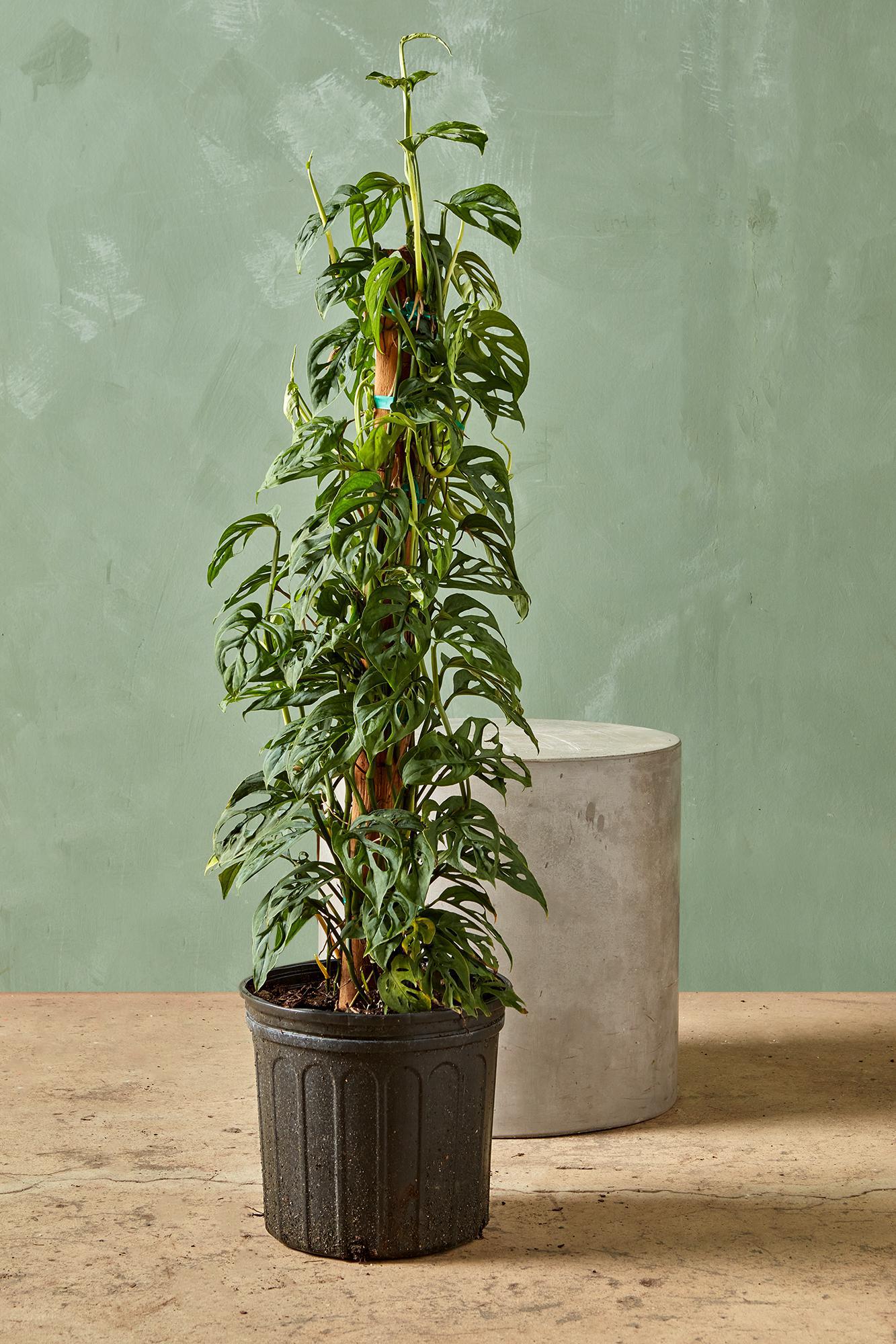 Swiss Cheese Plant
