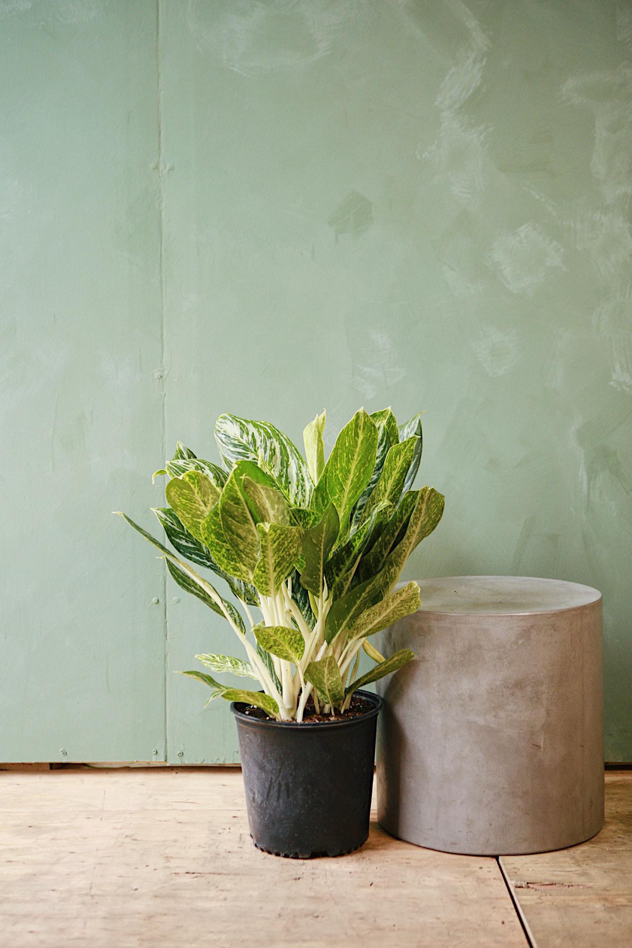Aglaonema 'Golden Madonna'