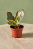 Peperomia obtusifolia