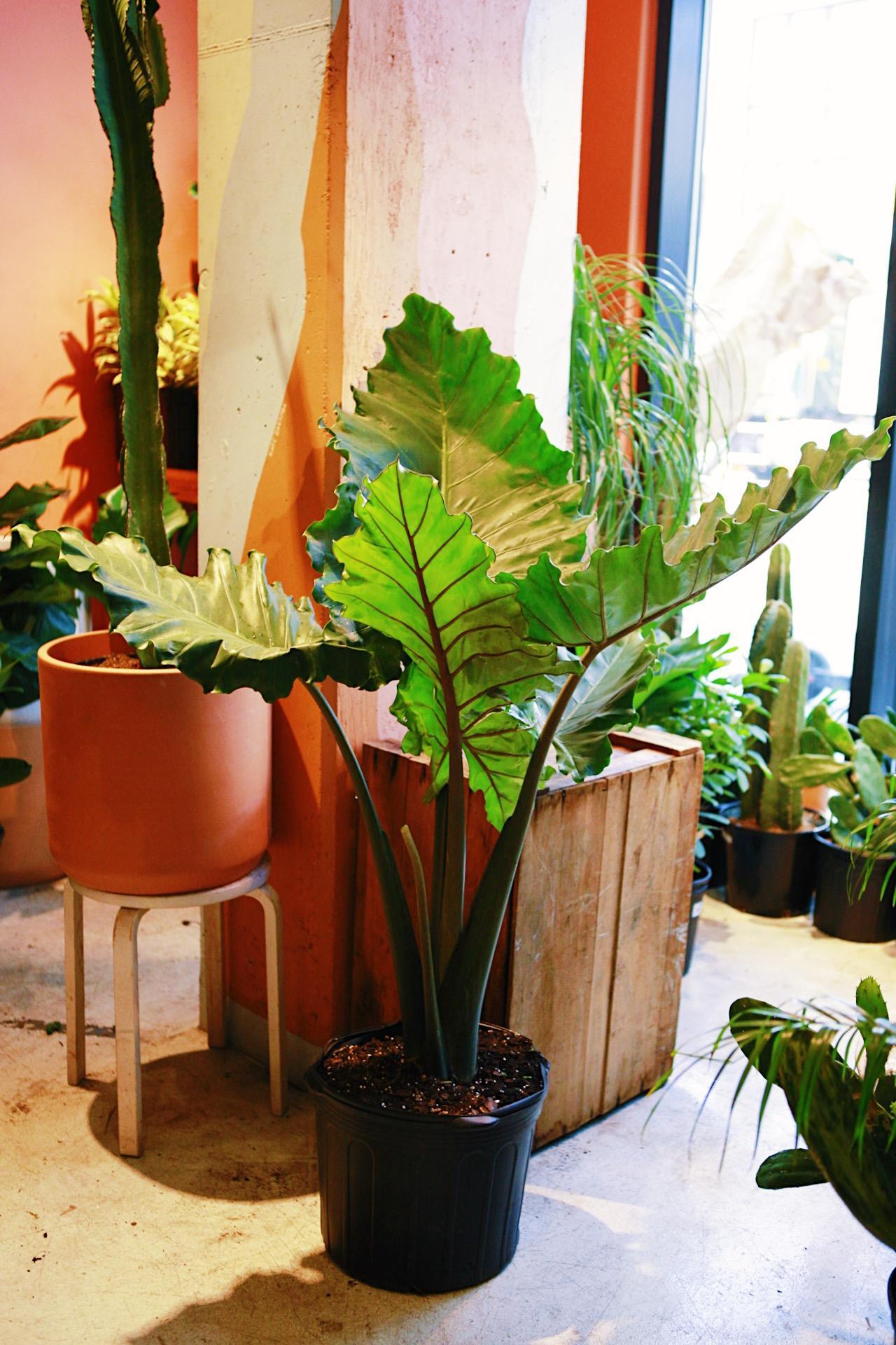 Alocasia 'Imperial Red'