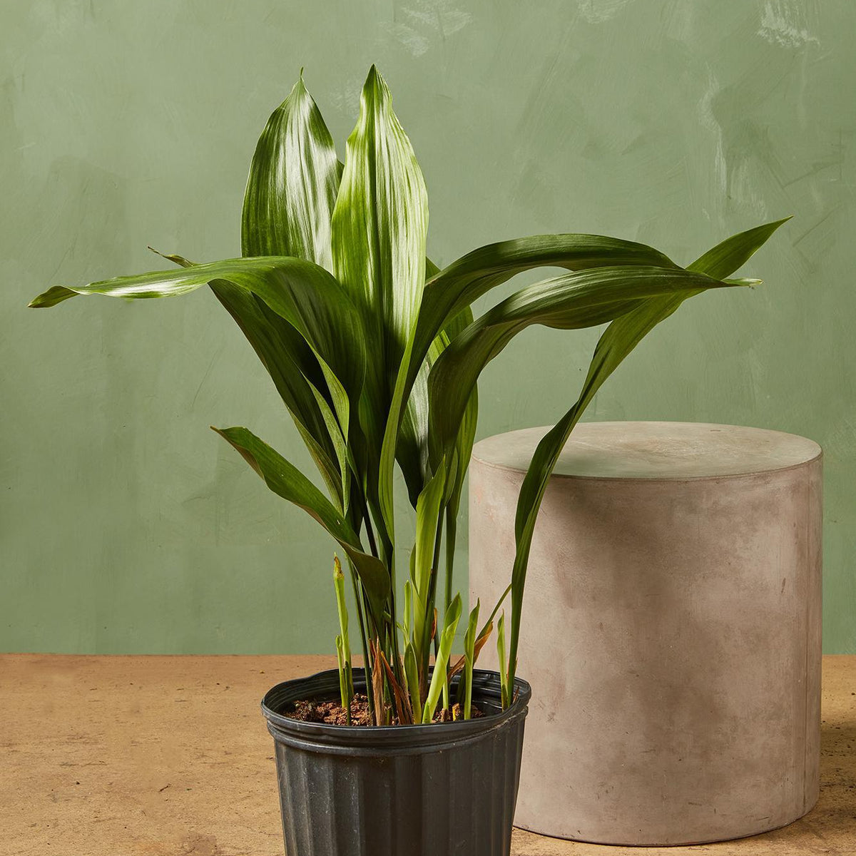 iron pot plant Cast Iron Plant