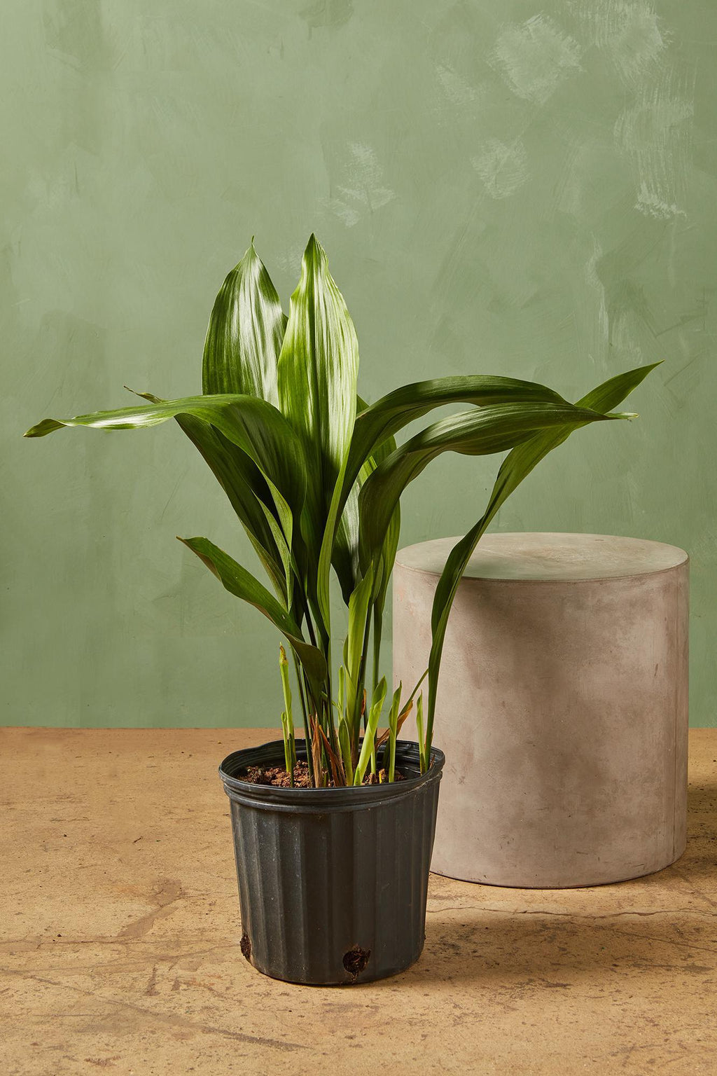 cast iron plant indoor or outdoor Cast Iron Plant
