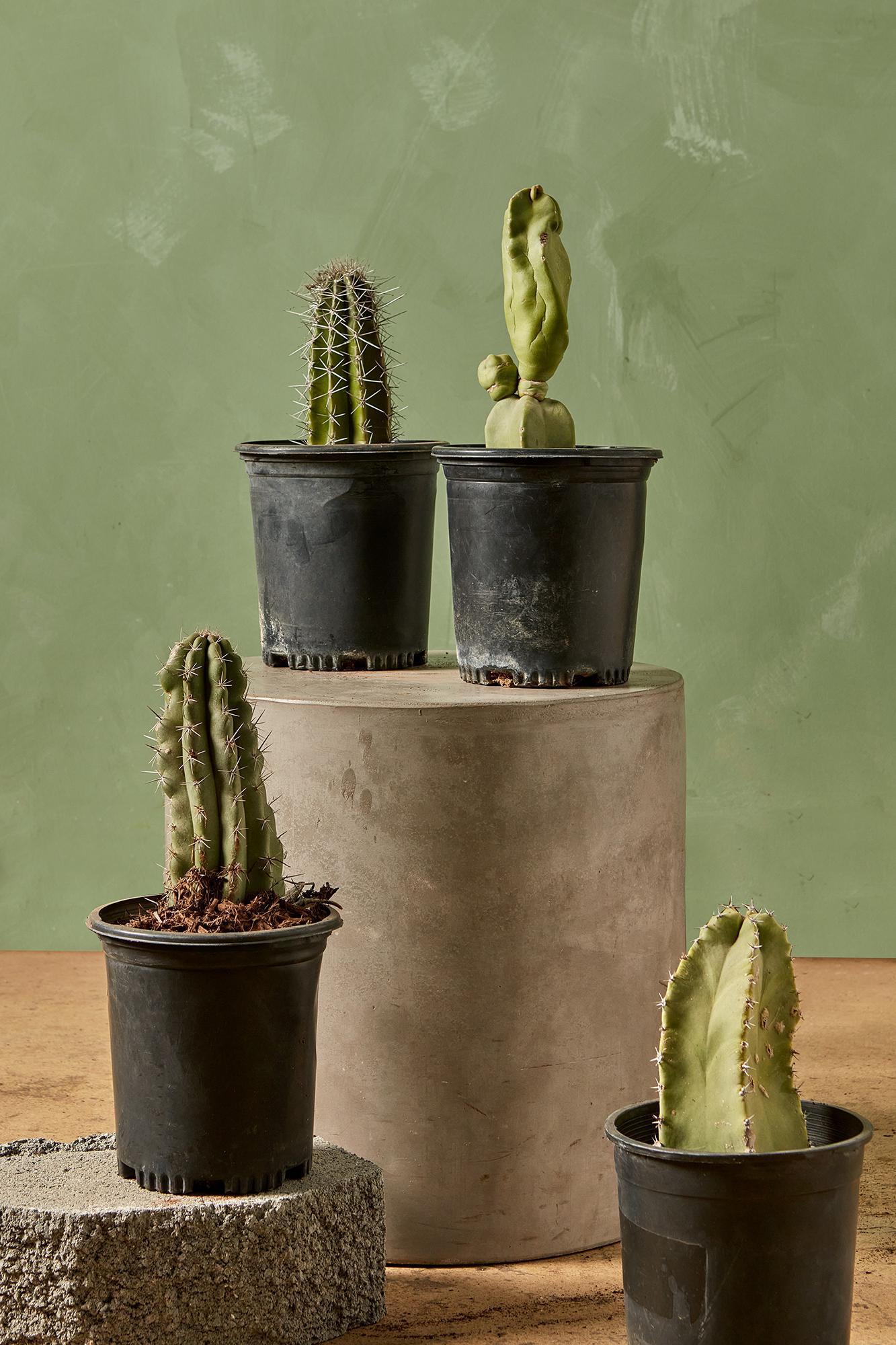 Assorted Cactus