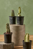 Assorted Cactus
