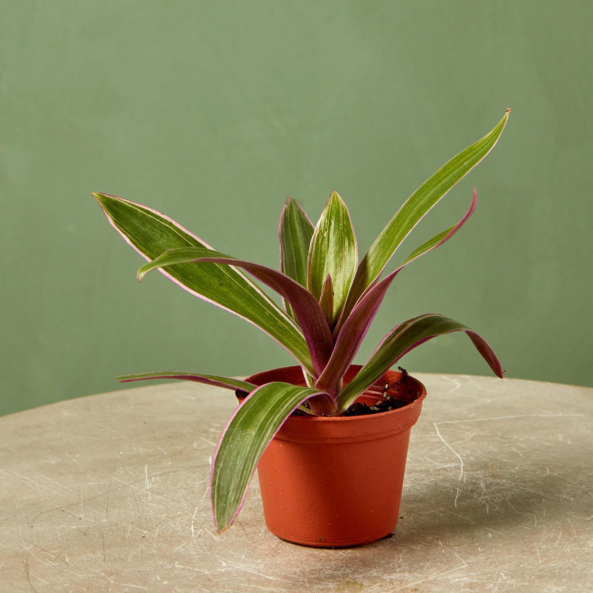 rhoeo plant care indoor Oyster Plant 4.5"