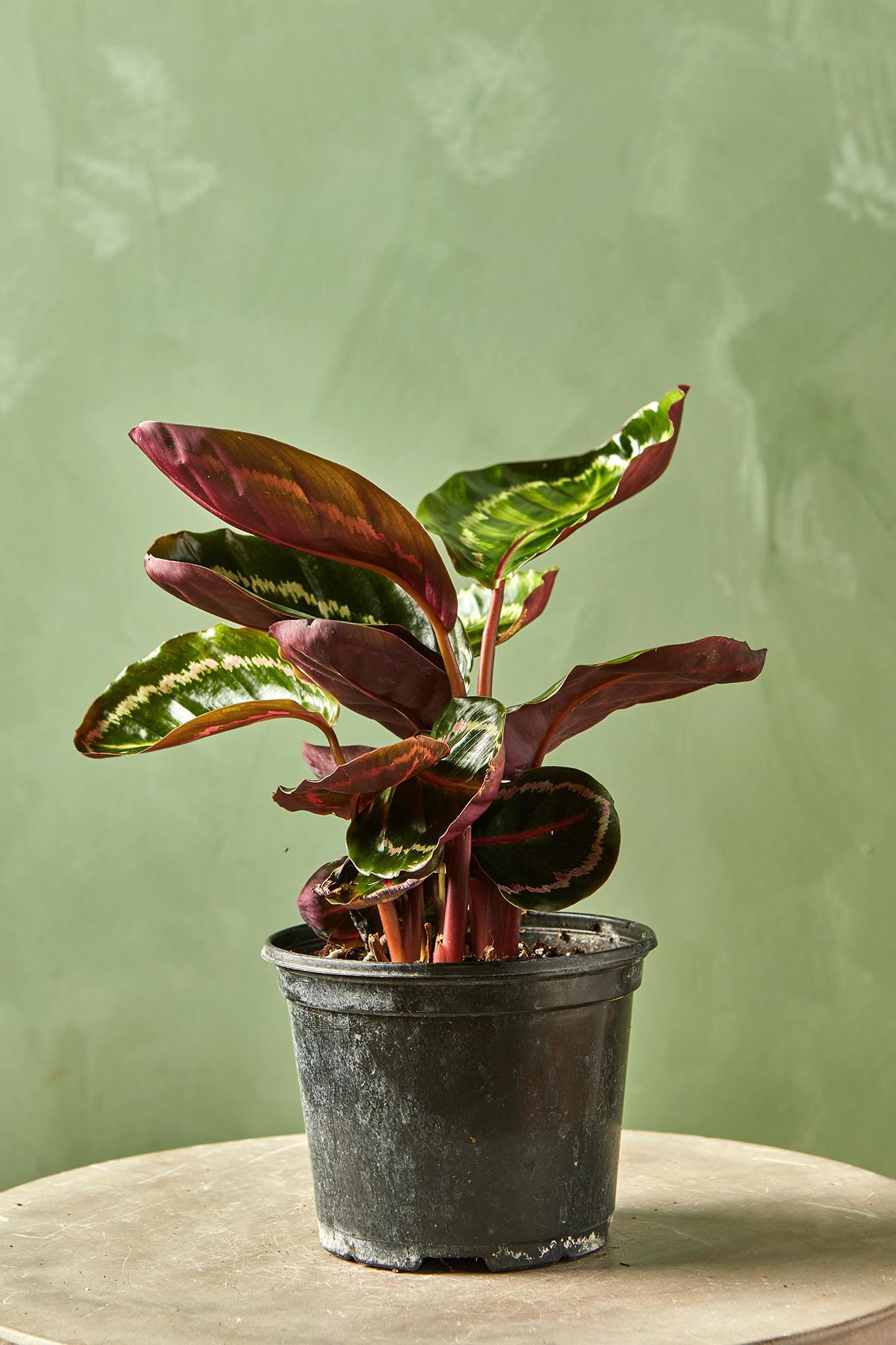 Calathea roseopicta