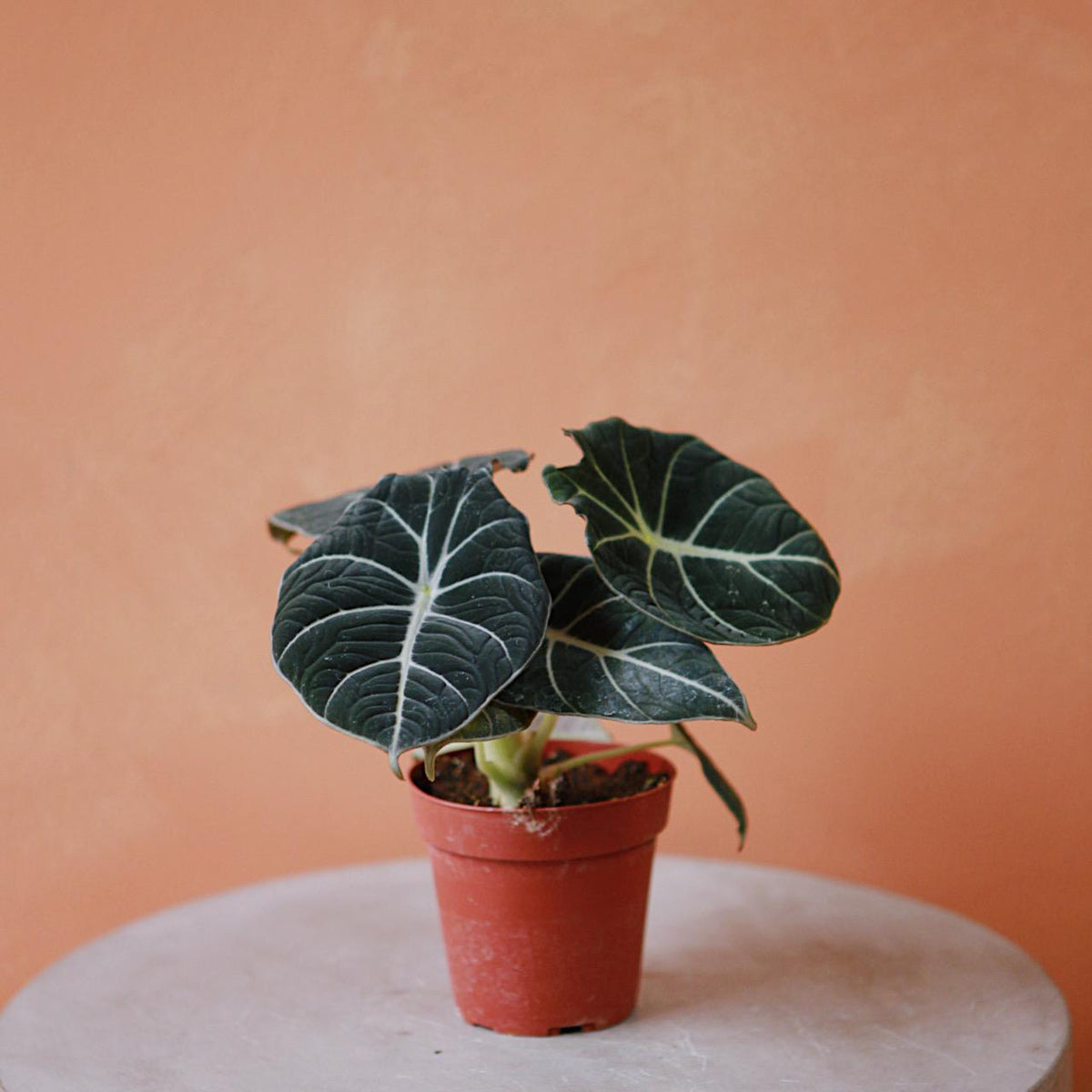 Alocasia 'Black Velvet'