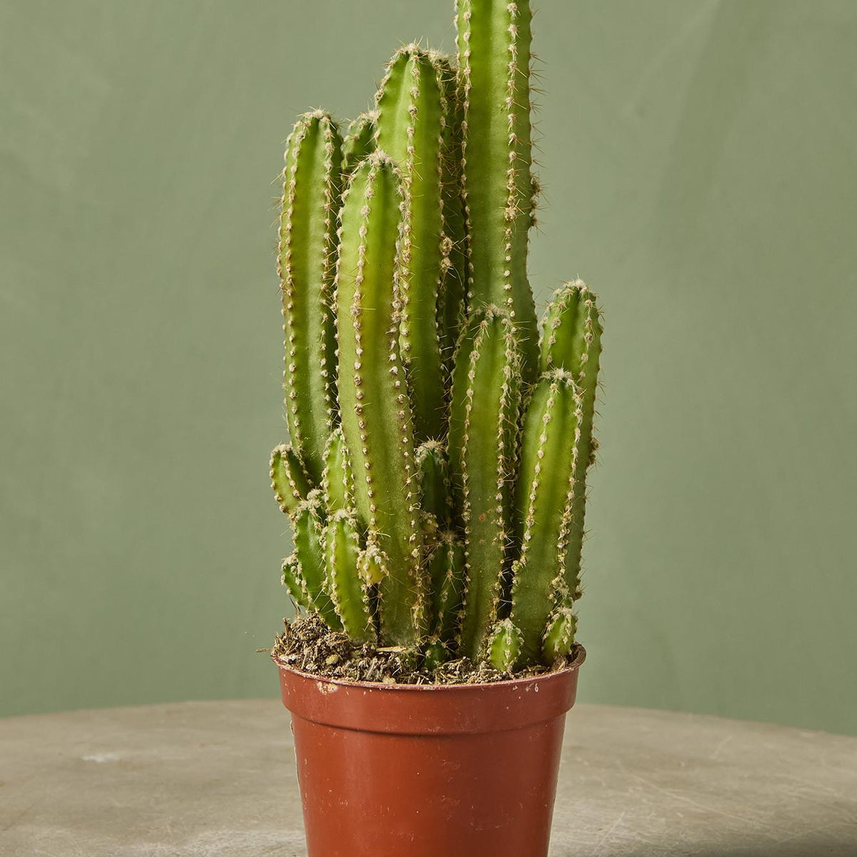 types of fairy castle cactus Fairy Castle Cactus 4"