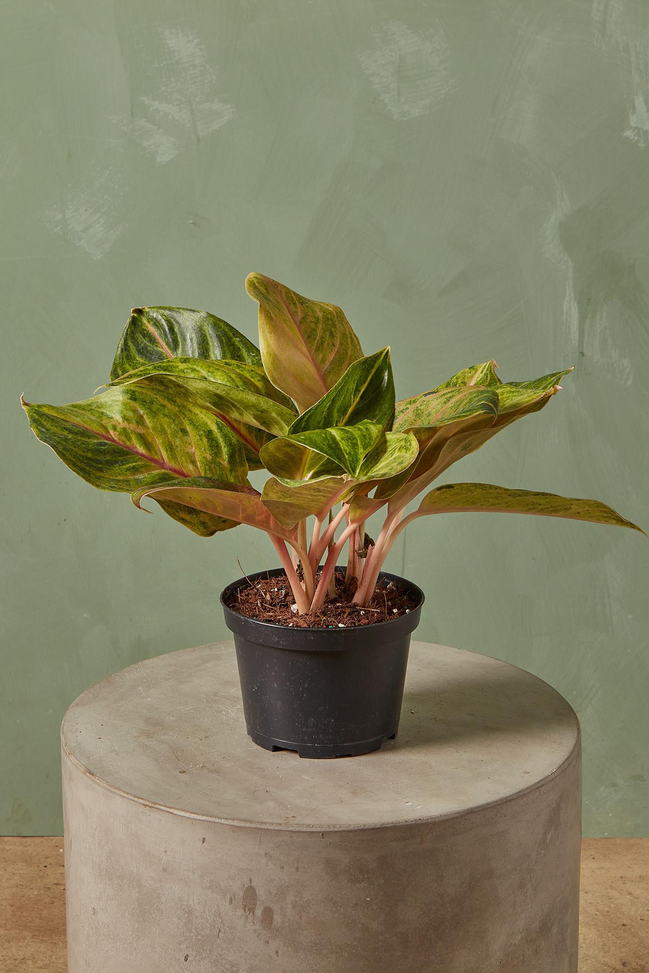 Aglaonema 'Papaya'