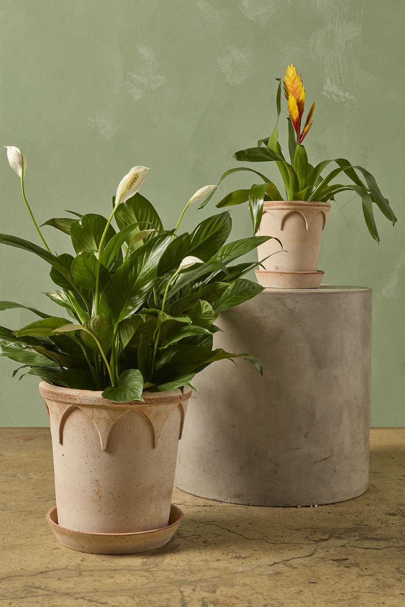 Elizabeth Pot