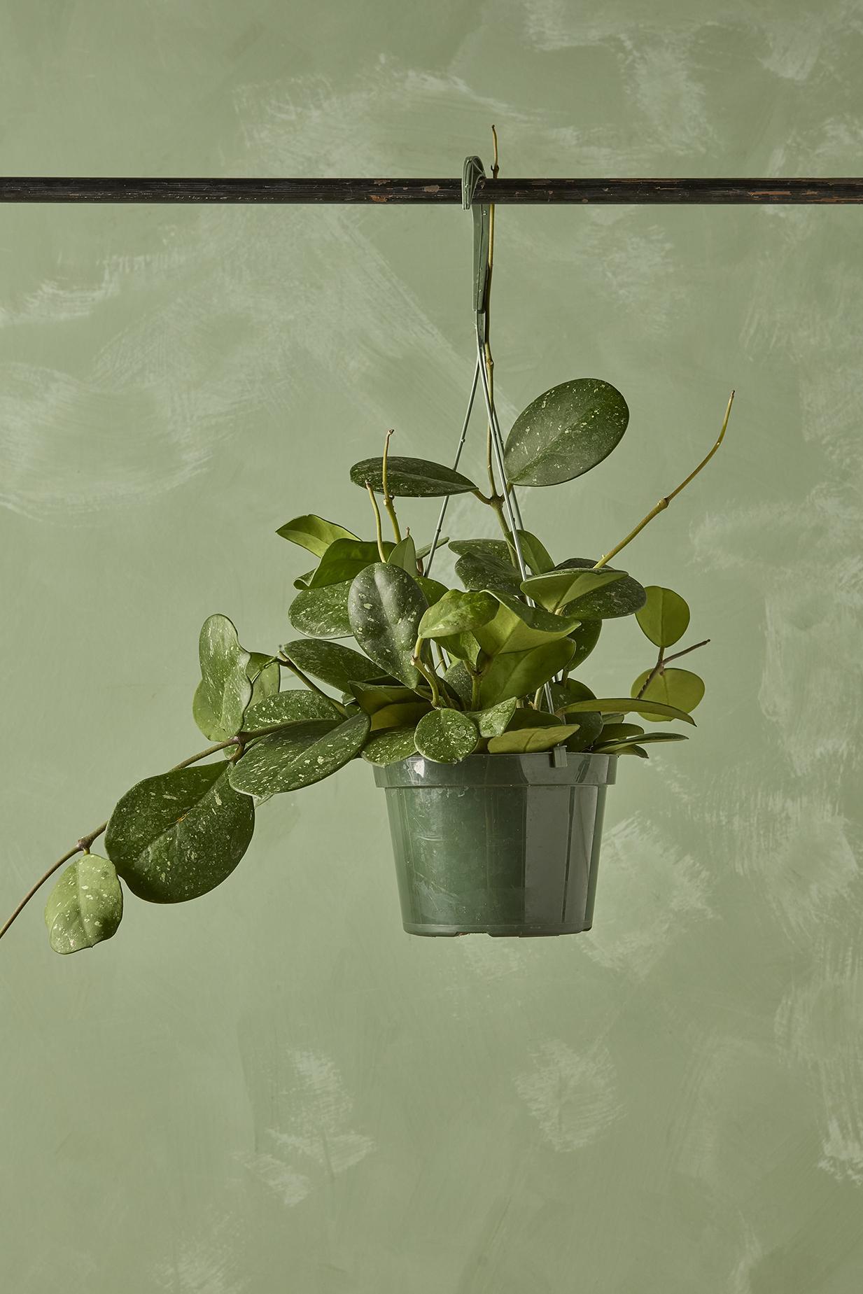 Hoya obovata