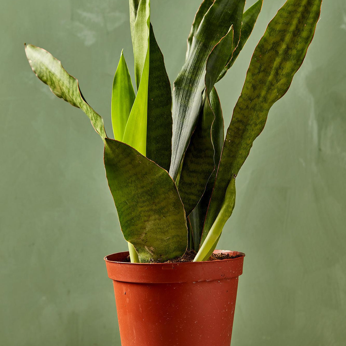 jobii snake plant Snake Plant "Jaboa"