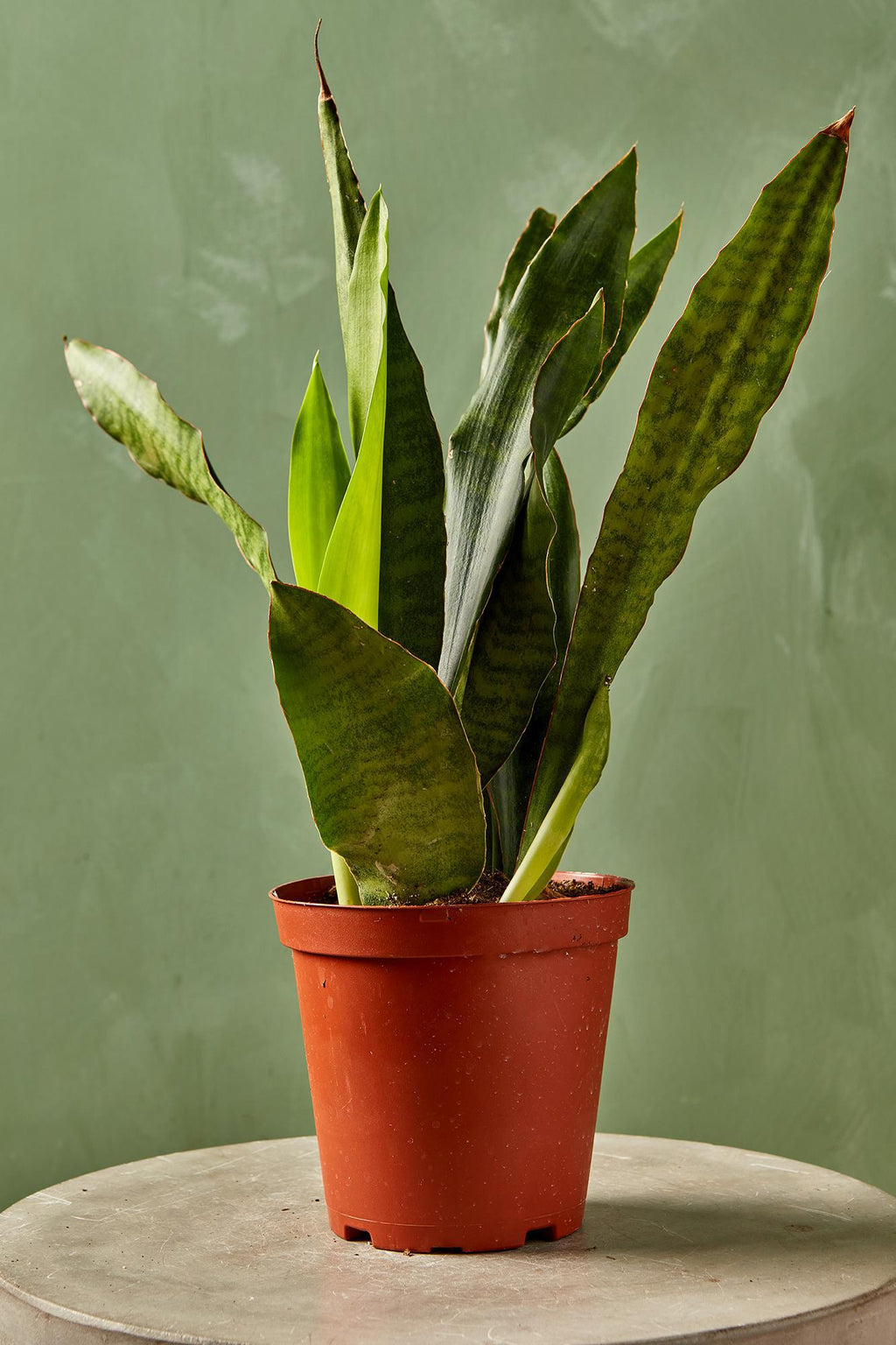 sansevieria trifasciata jaboa Snake Plant 