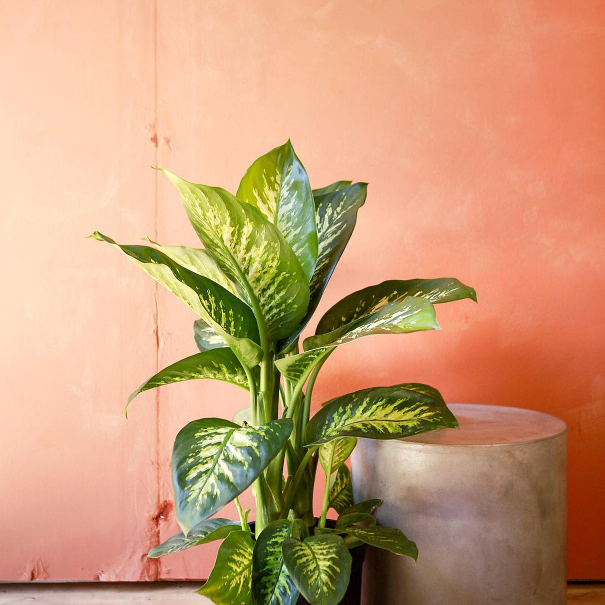 dieffenbachia ely Dieffenbachia 'Tropic Snow' 6"