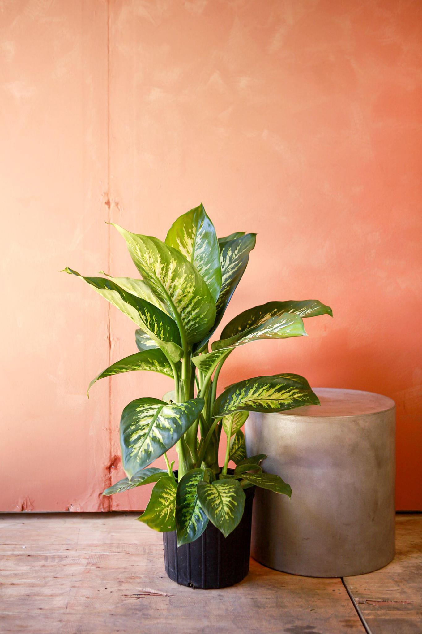Dieffenbachia 'Tropic Snow'