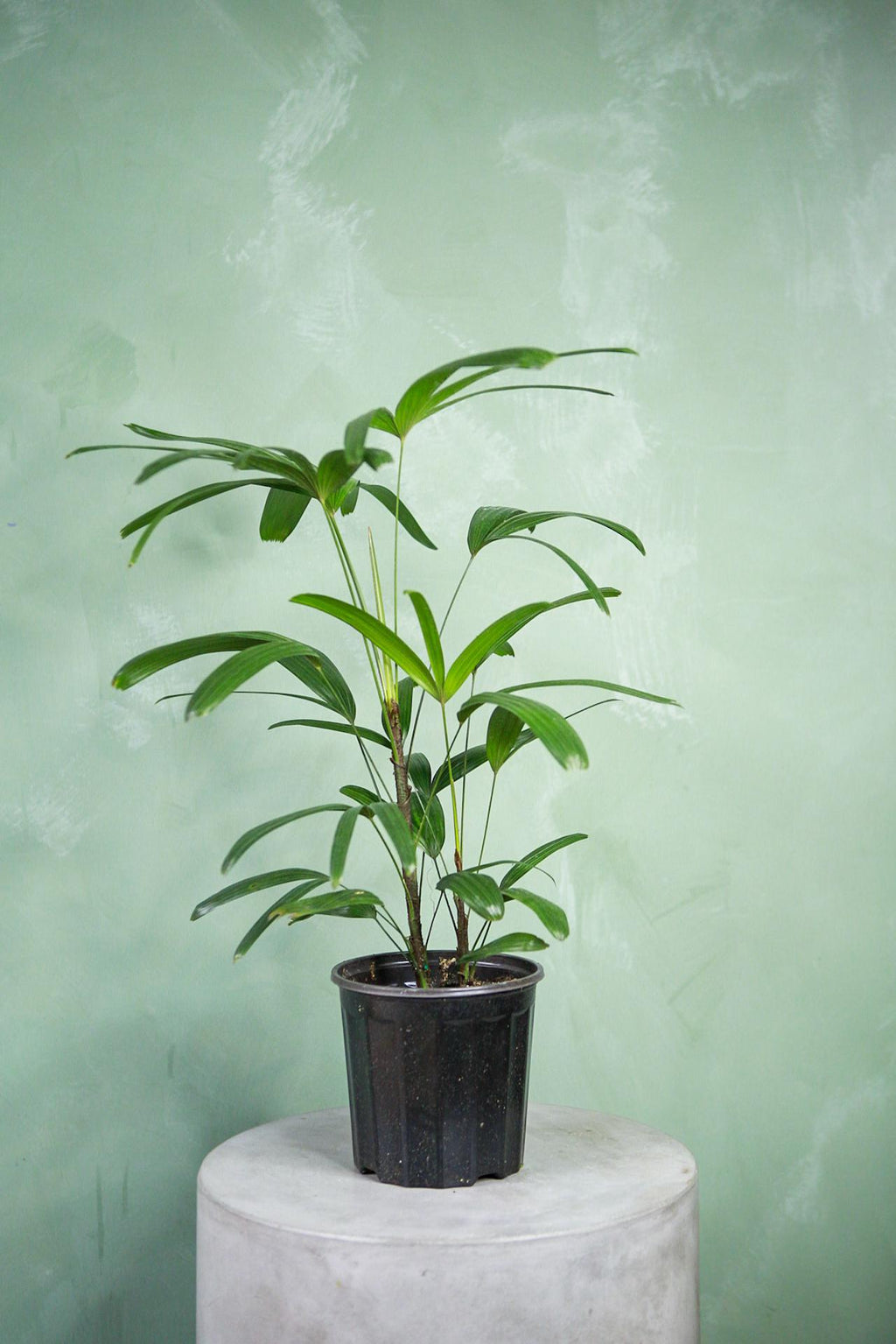 picture of lady palm plant Lady Palm 17"