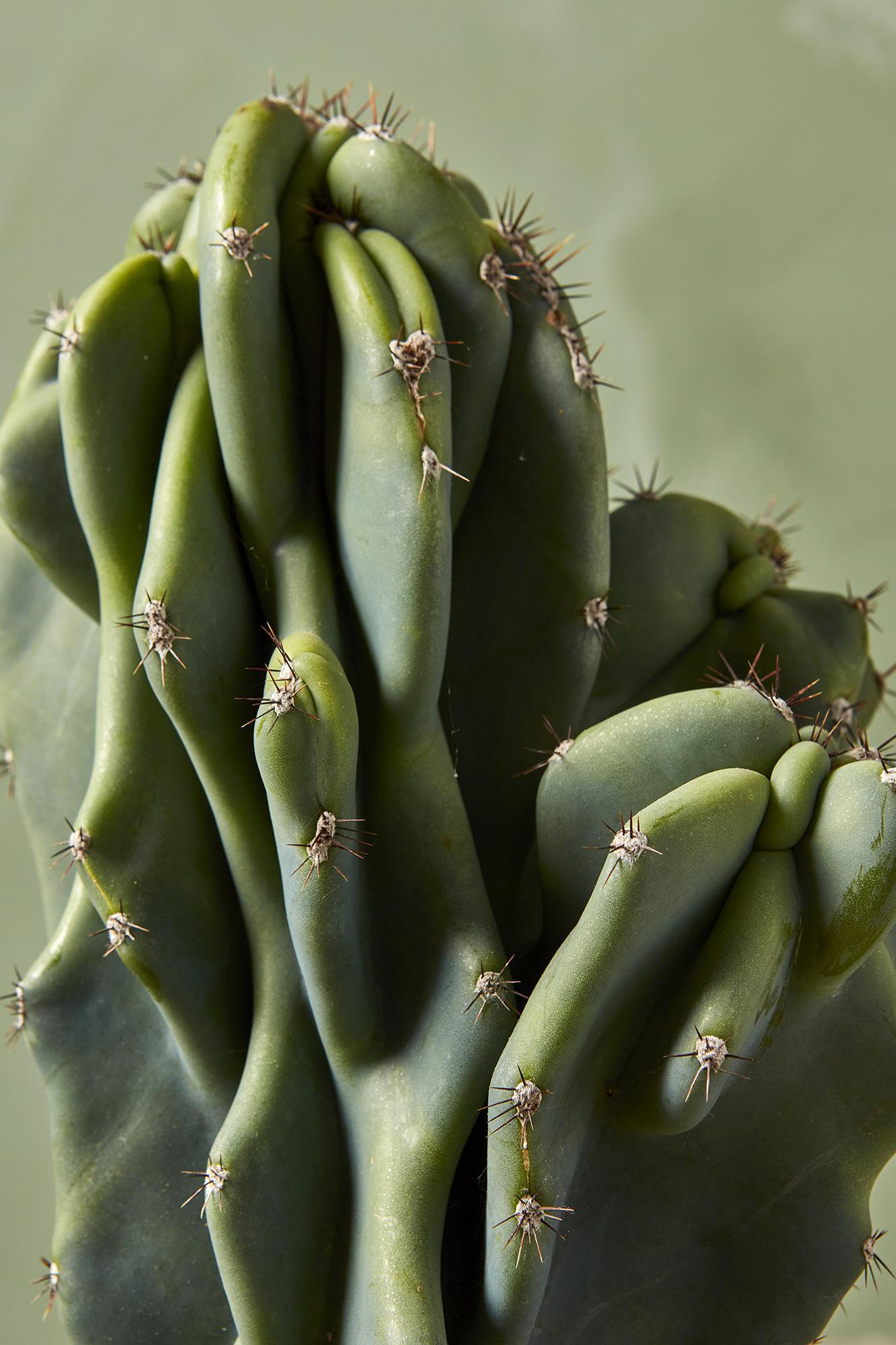 Monstrous Cereus Peruvianus