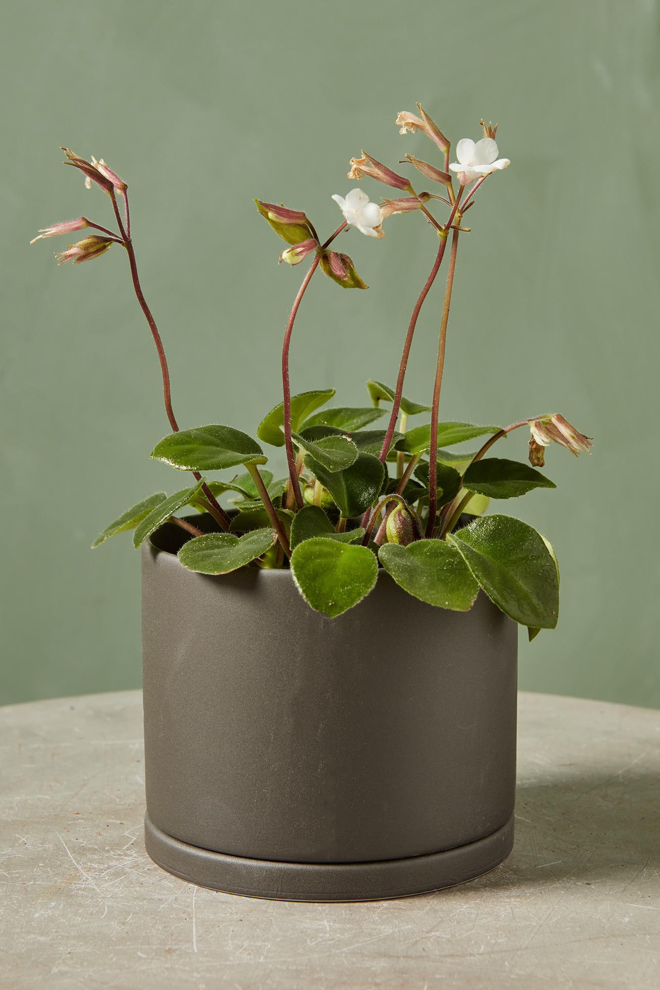 Bombola Planter