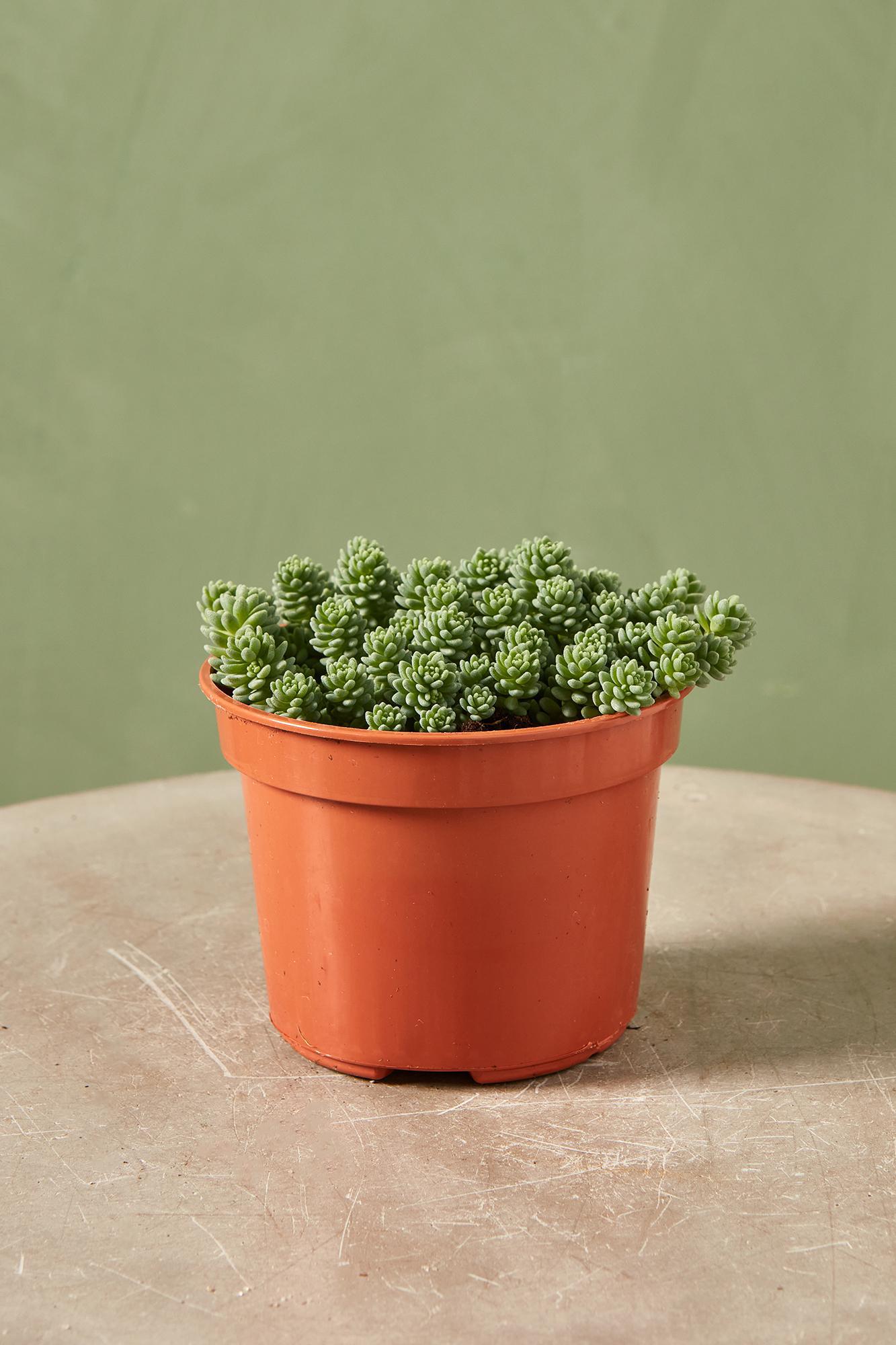 Corsican Stonecrop