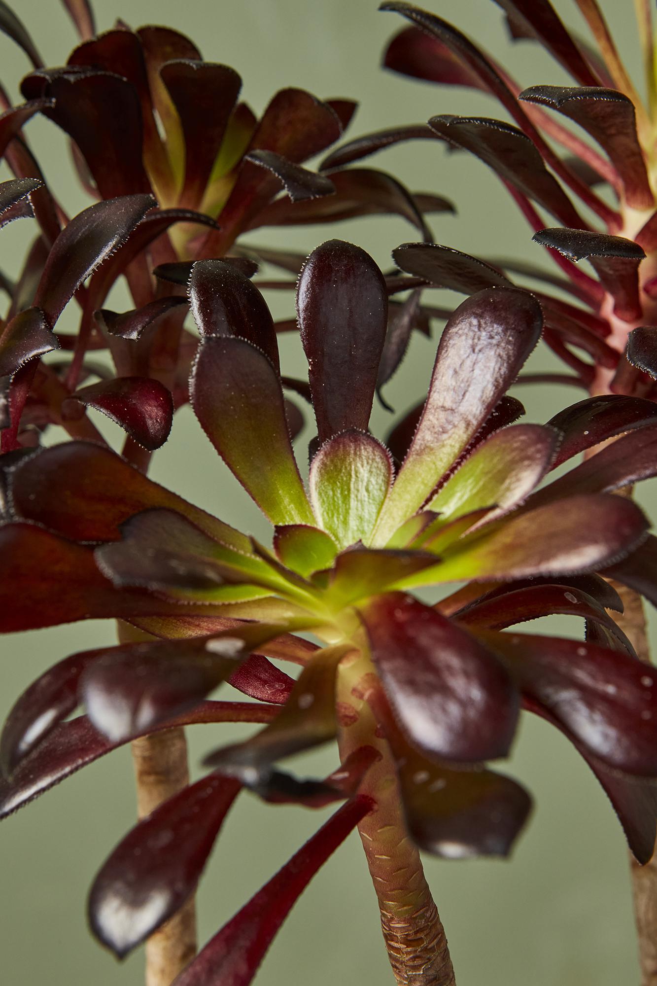 Aeonium 'Black Rose'