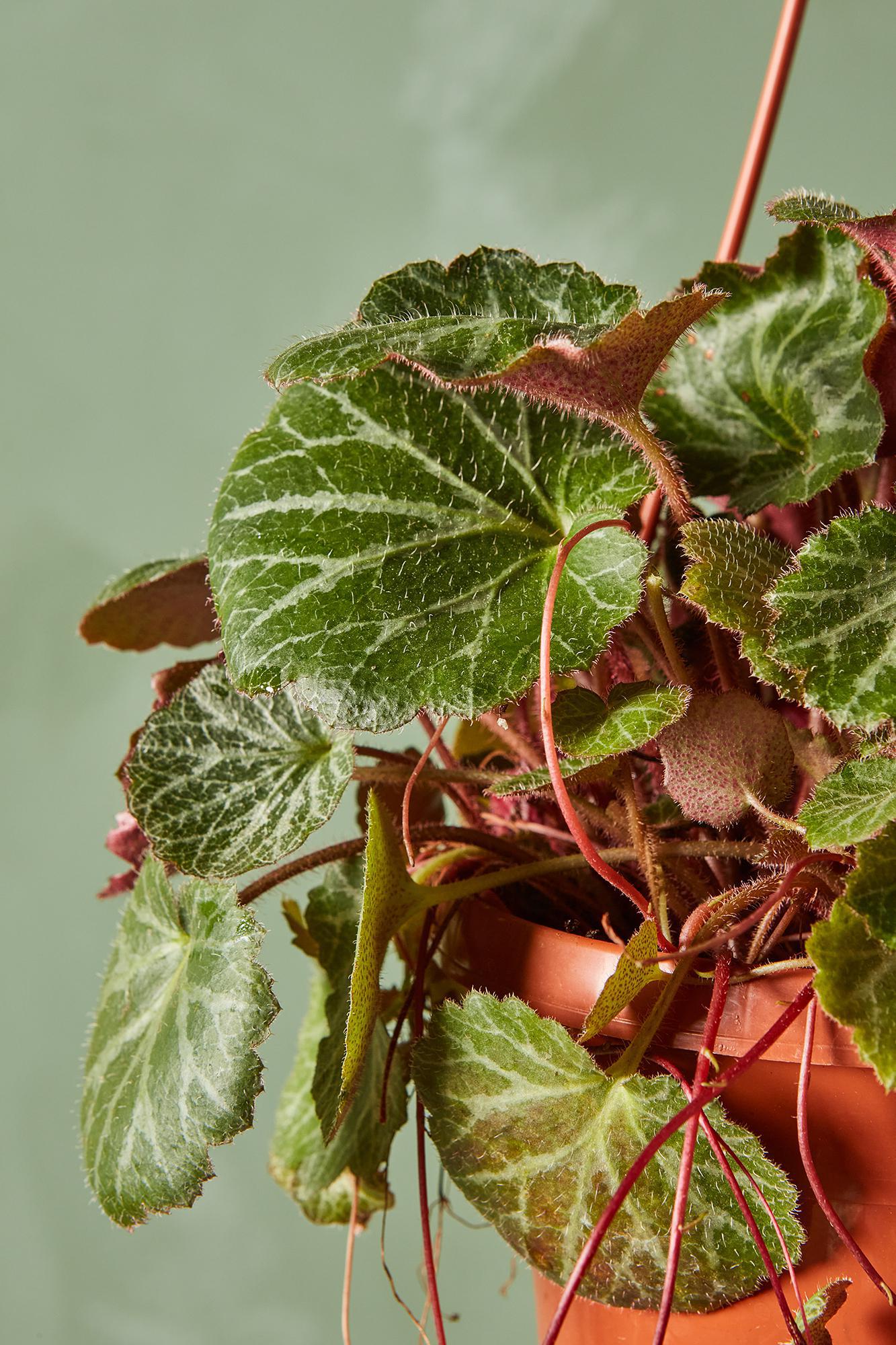 Strawberry Begonia