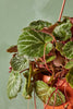 Strawberry Begonia