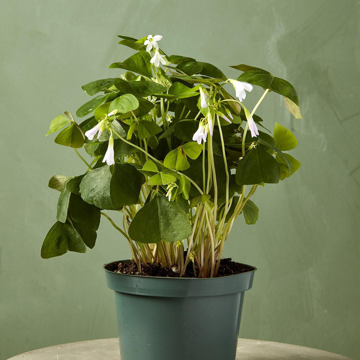 Green Oxalis Triangularis