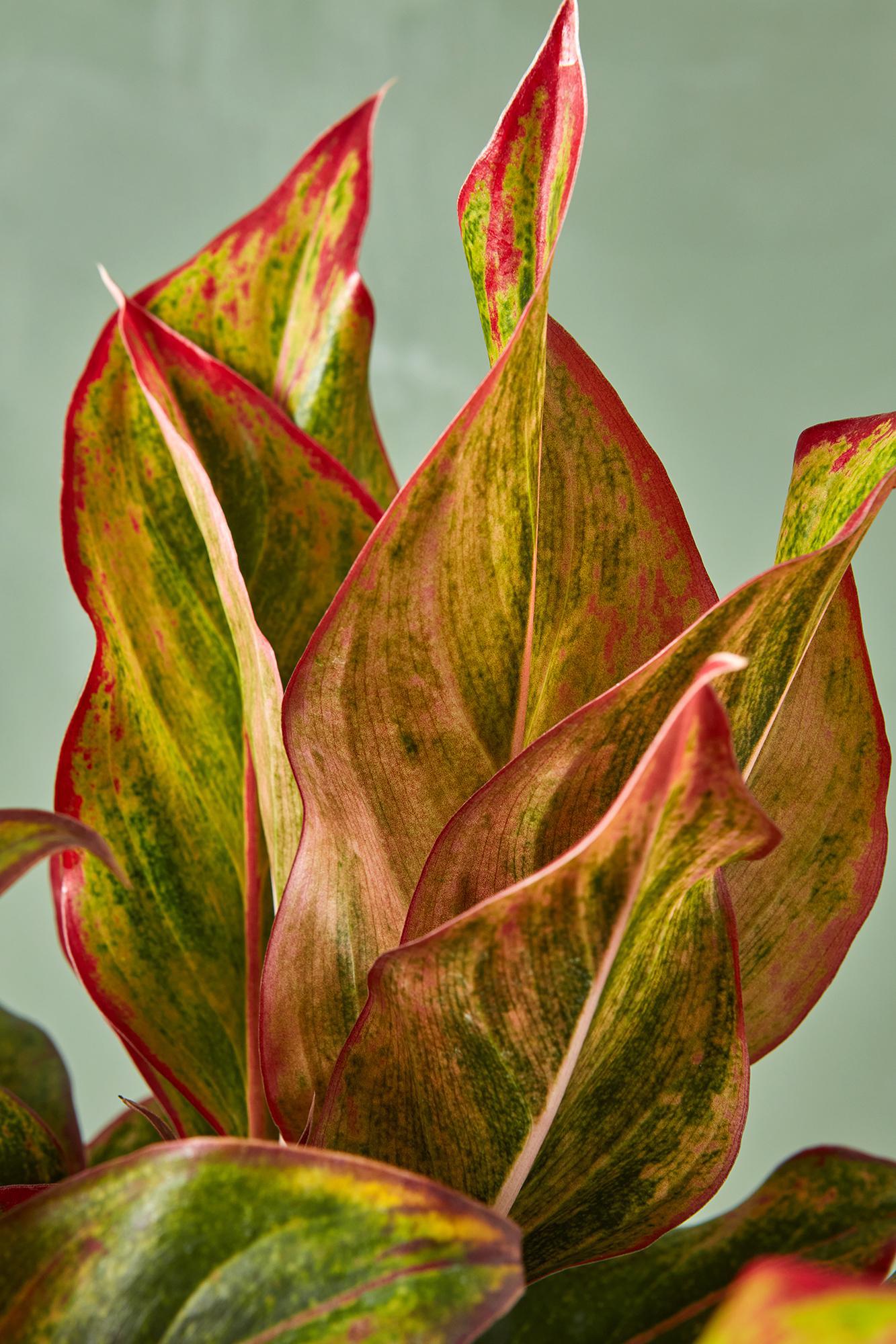 Aglaonema 'Creta'