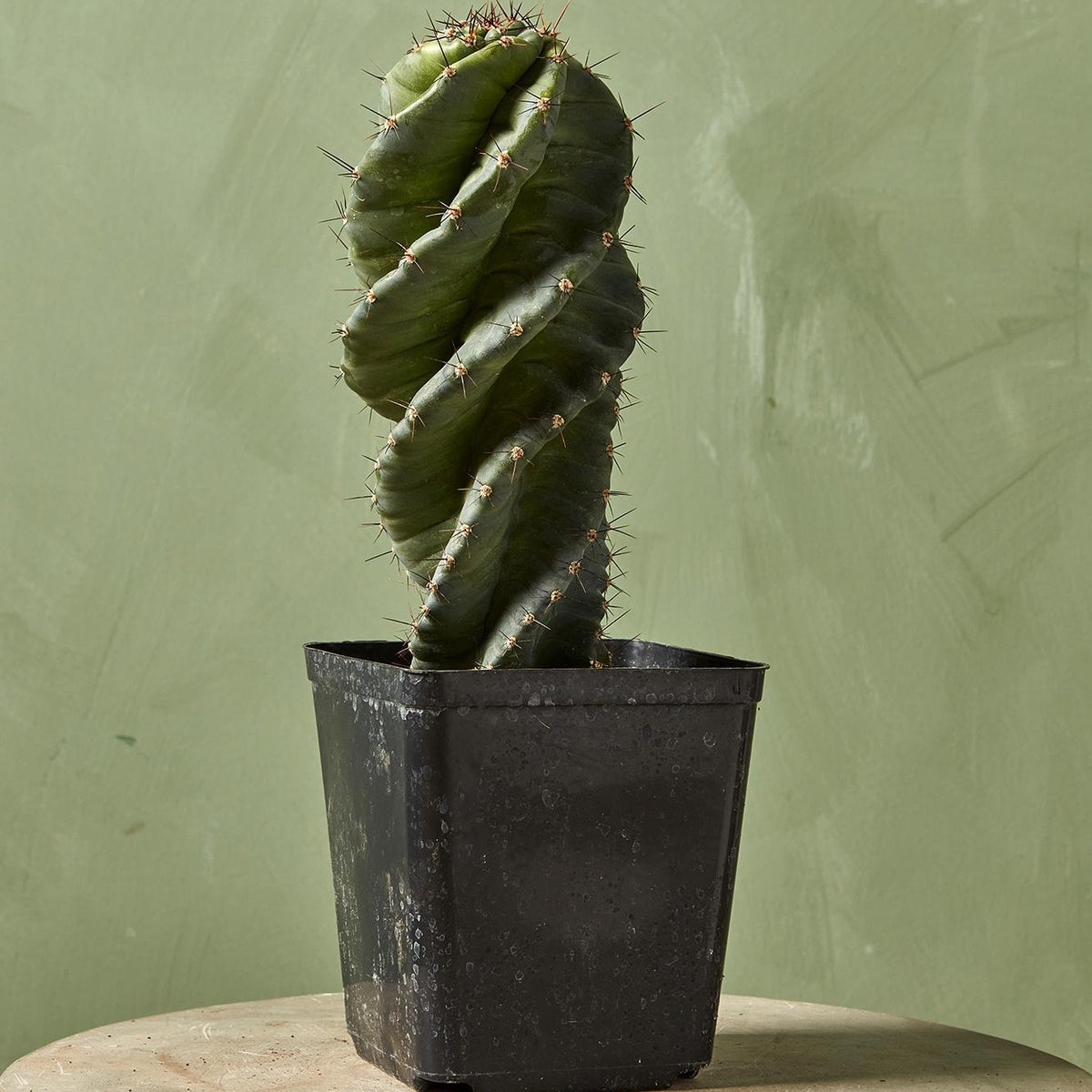 Spiral Cactus