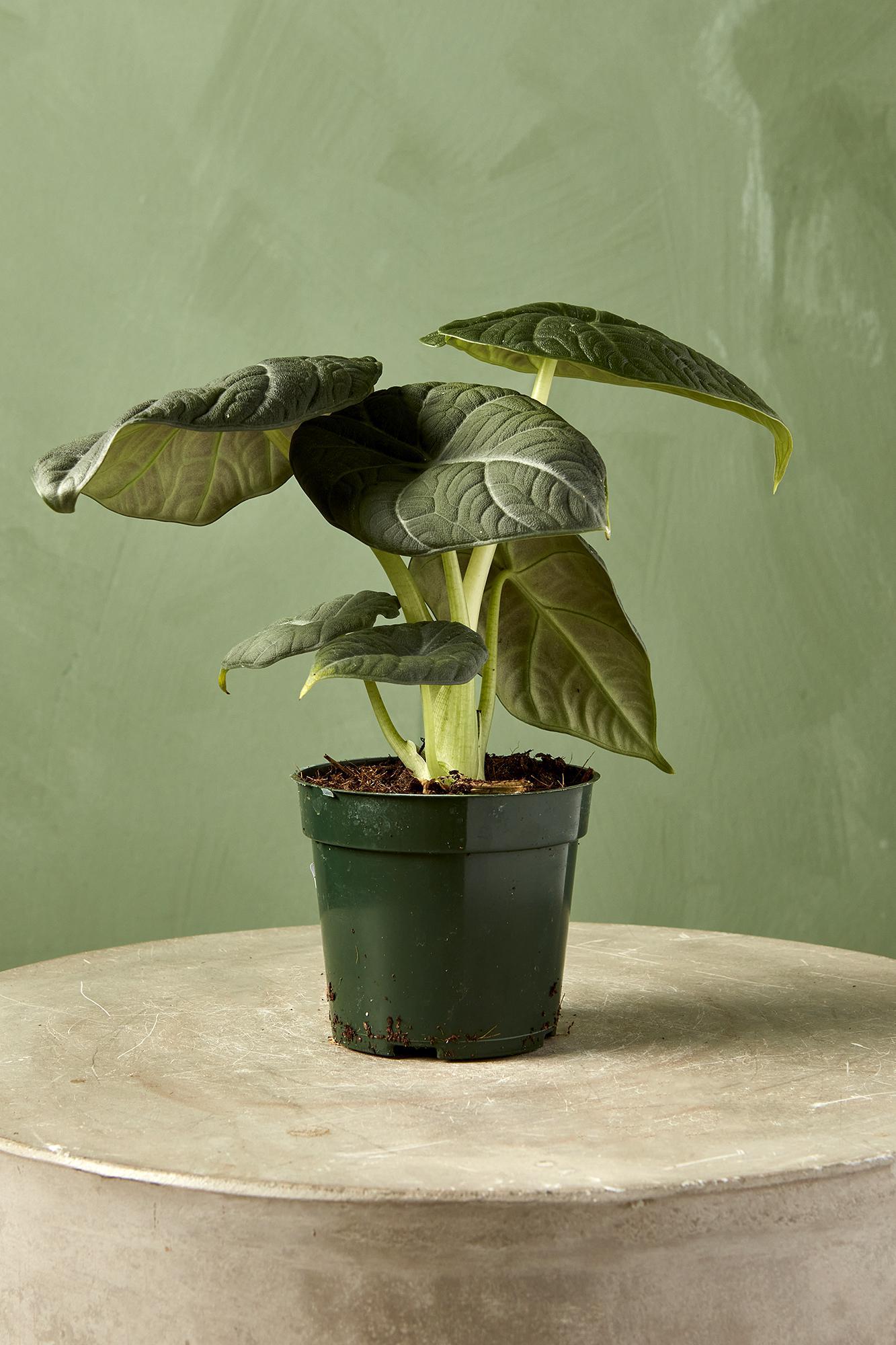 Alocasia 'Grey Dragon'