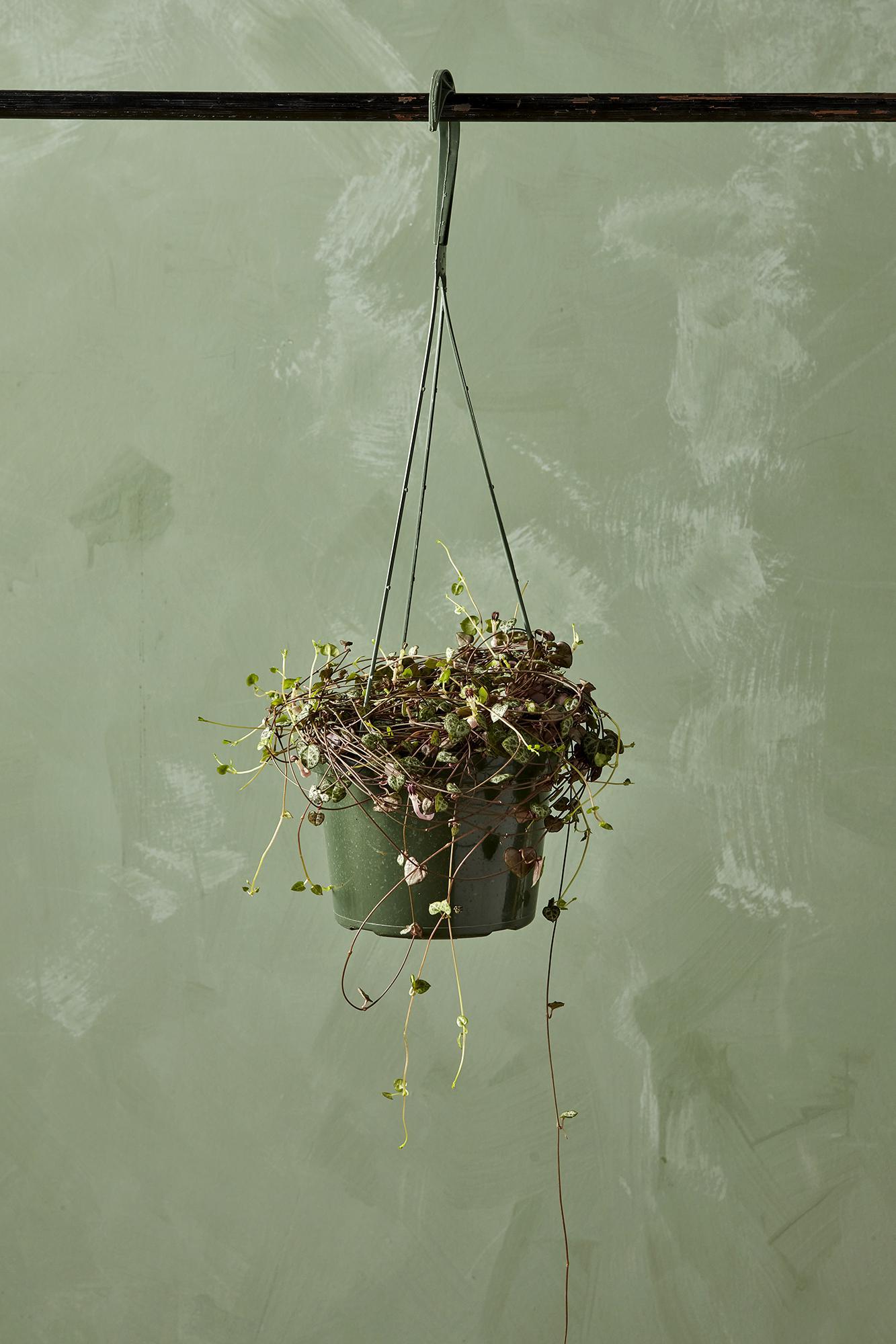 String of Hearts