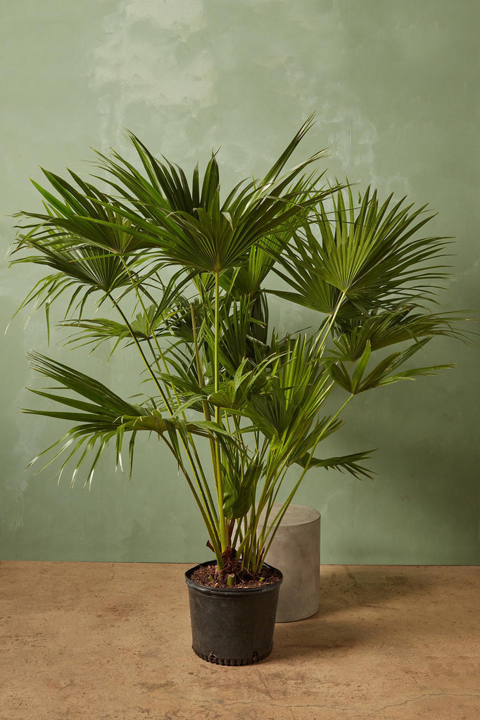 Chinese Fan Palm