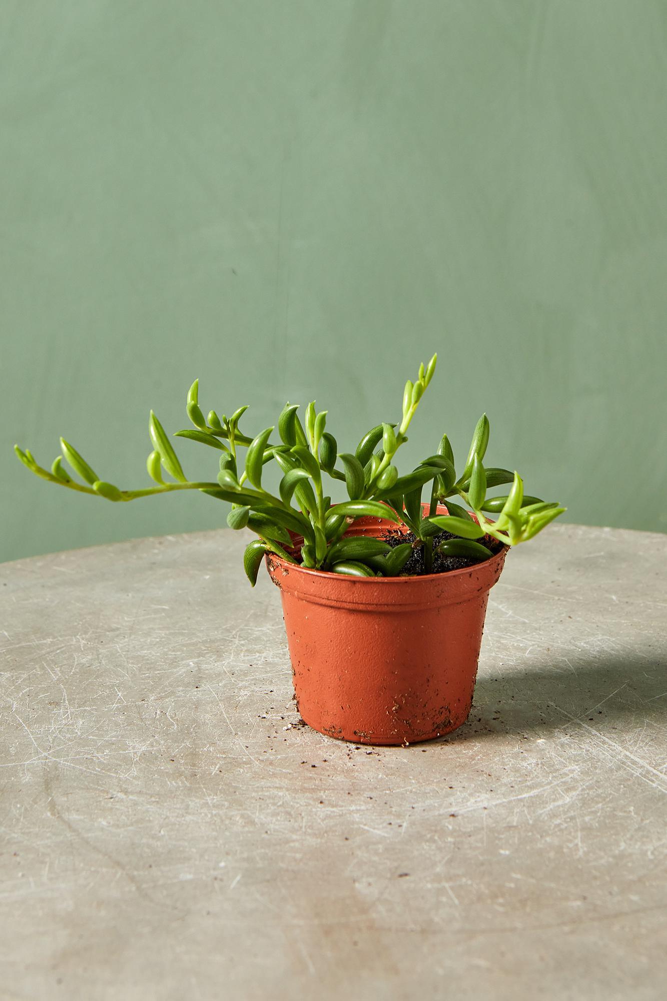 String of Bananas