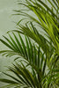 Cat Palm