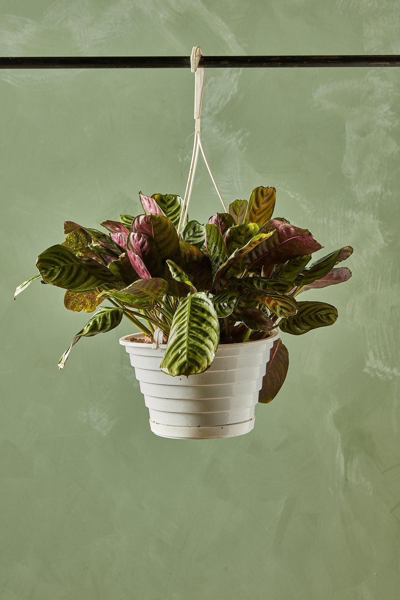 Fishbone Prayer Plant